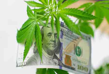 Exploring the Growth of Legal Cannabis Worldwide